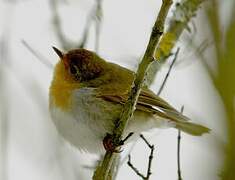 European Robin