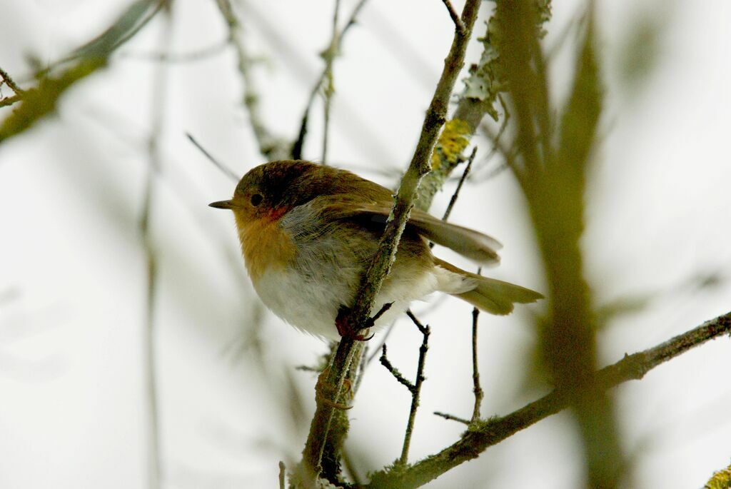 European Robin