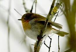 European Robin