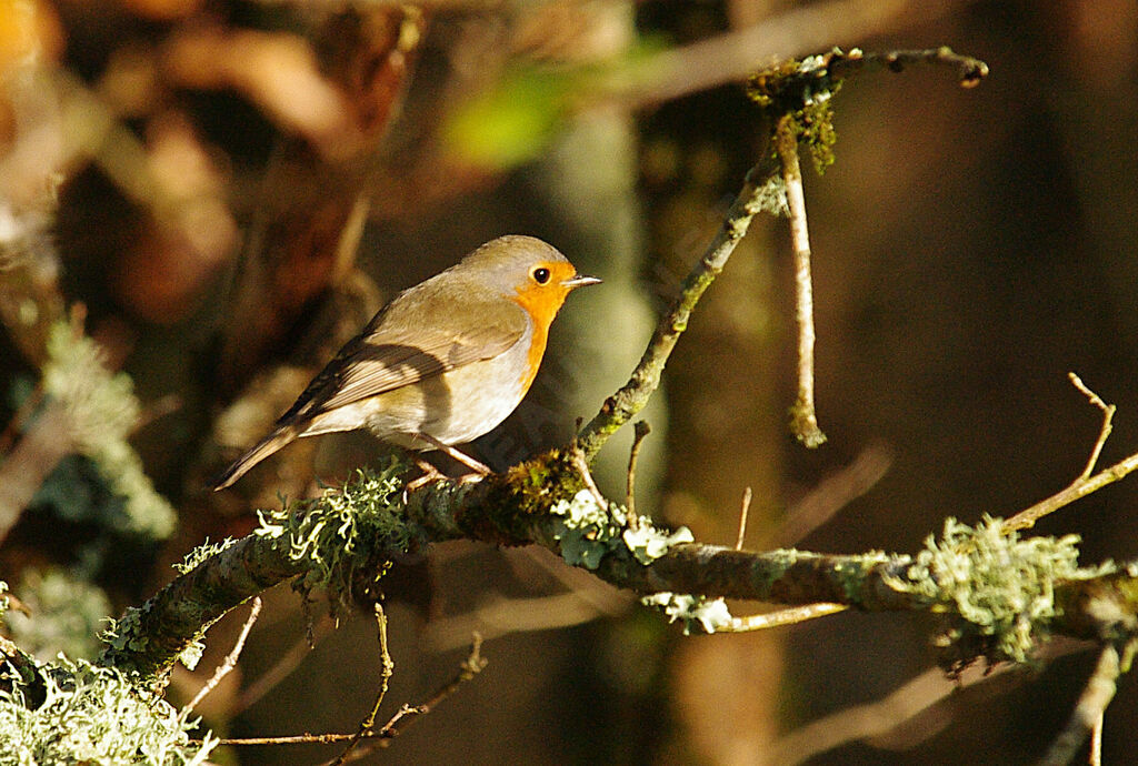 European Robin