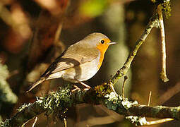 European Robin