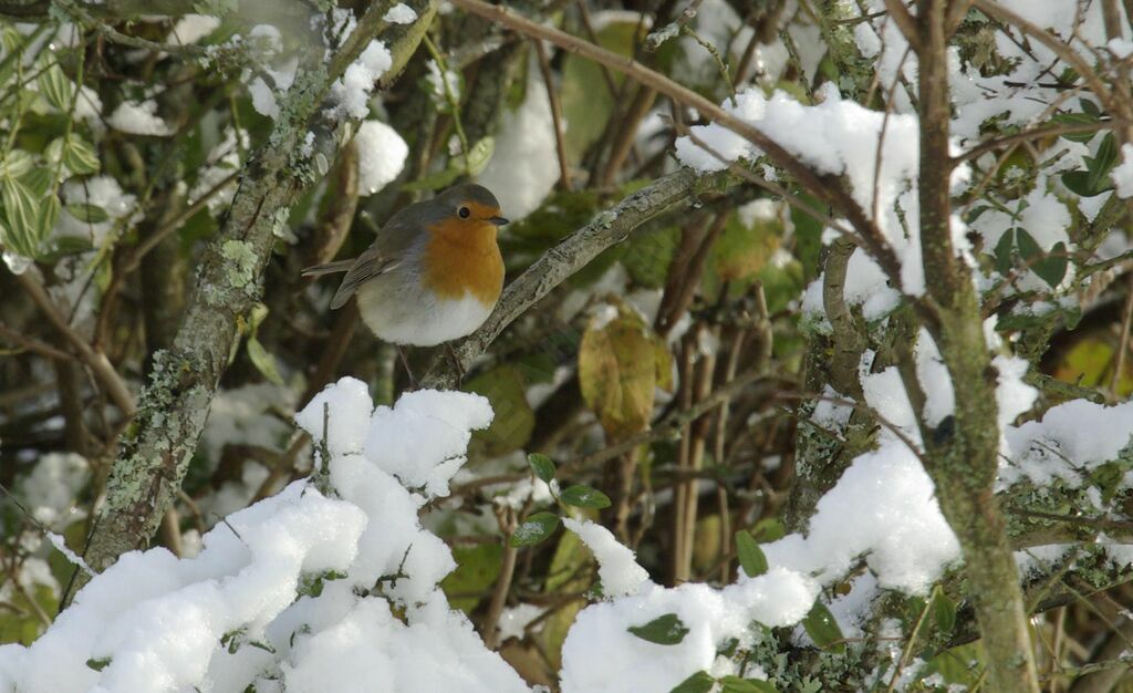 European Robin