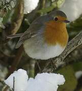 European Robin