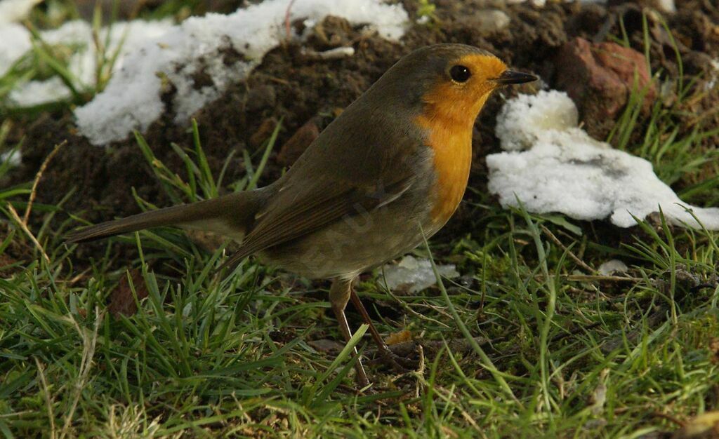 European Robin