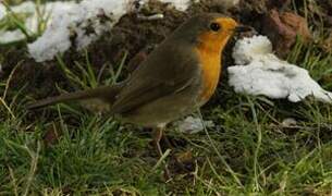 European Robin