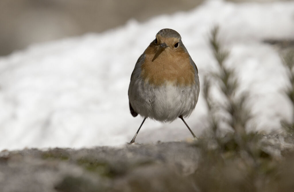 European Robin