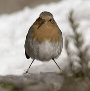 European Robin