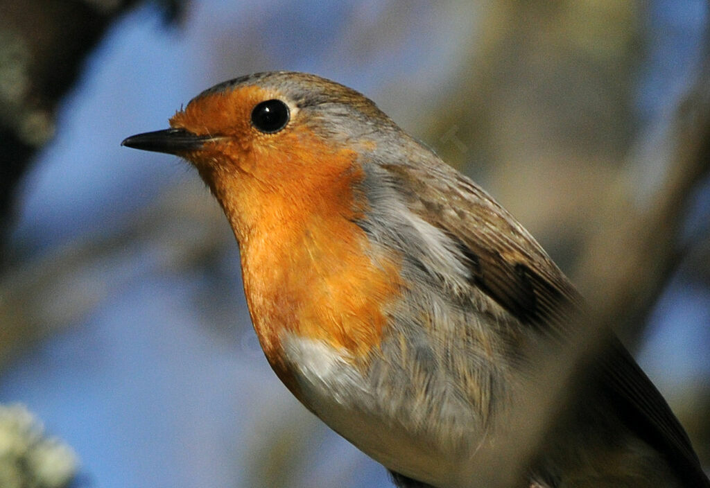 European Robin