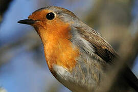 European Robin