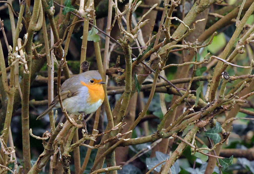 European Robin