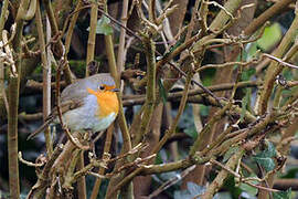 European Robin