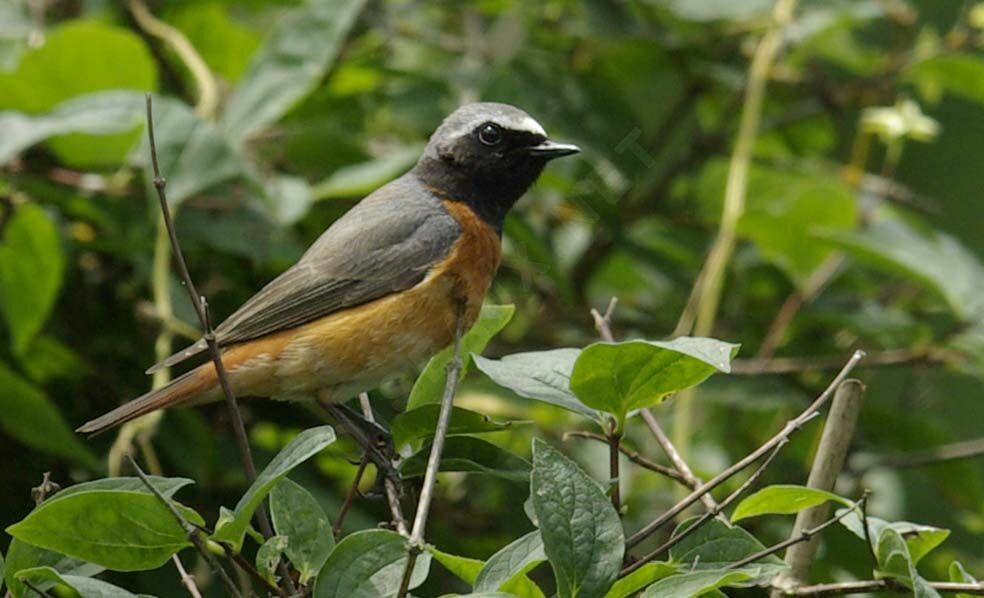 Common Redstart male adult breeding, Reproduction-nesting