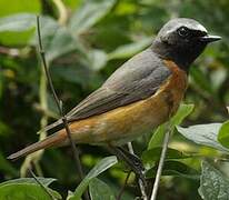 Common Redstart