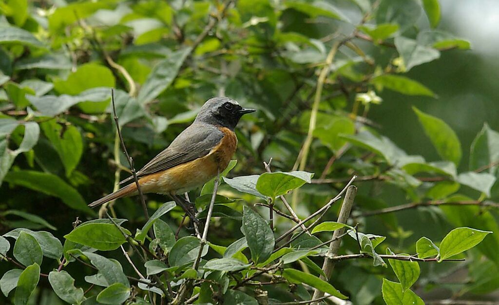 Common Redstart male adult breeding, Reproduction-nesting