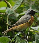 Common Redstart