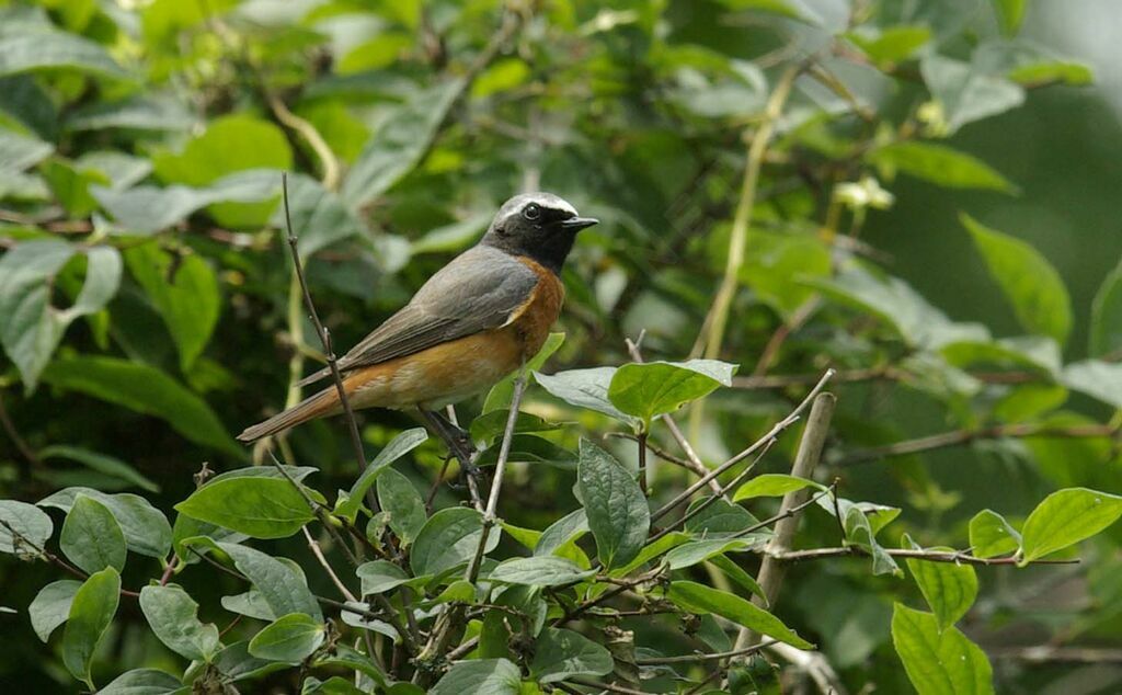 Common Redstart male adult breeding, Reproduction-nesting