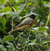 Common Redstart