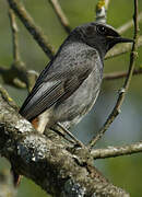 Black Redstart