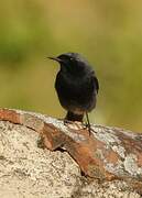 Black Redstart