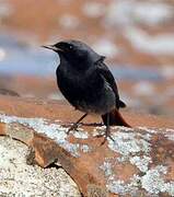 Black Redstart