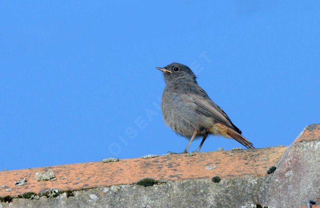 Black Redstartjuvenile