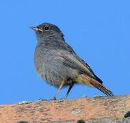 Black Redstart