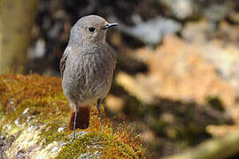 Black Redstart