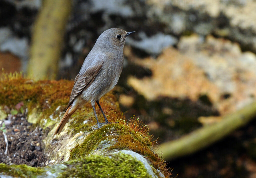 Black Redstart