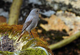 Black Redstart