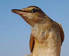 Great Reed Warbler