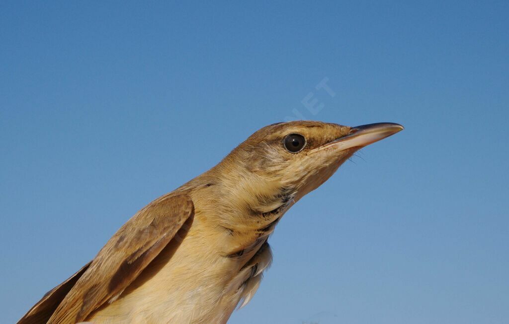 Great Reed Warbler