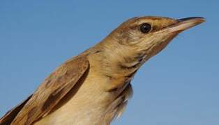 Great Reed Warbler