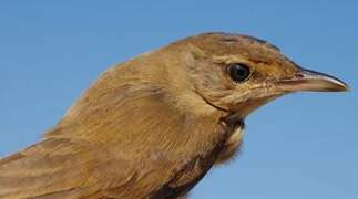 Great Reed Warbler