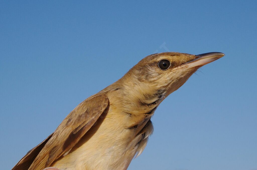 Great Reed Warbler