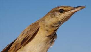 Great Reed Warbler