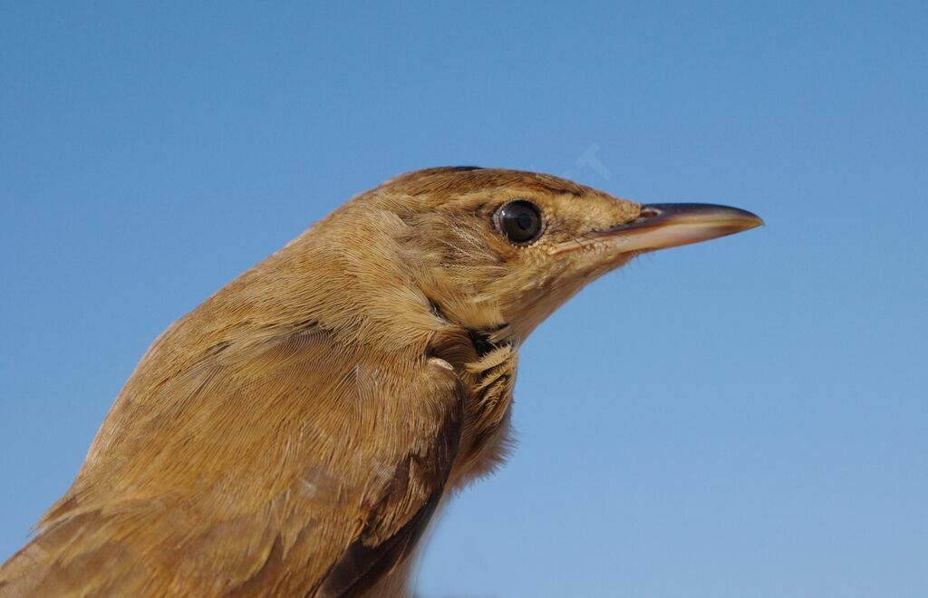 Great Reed Warbler