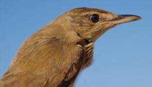 Great Reed Warbler