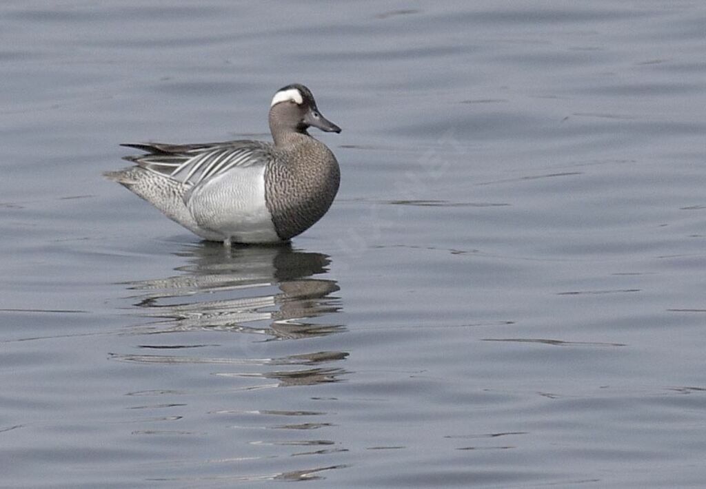 Sarcelle d'été mâle adulte