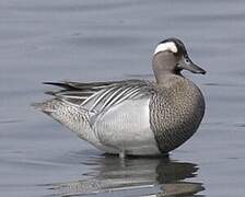 Garganey