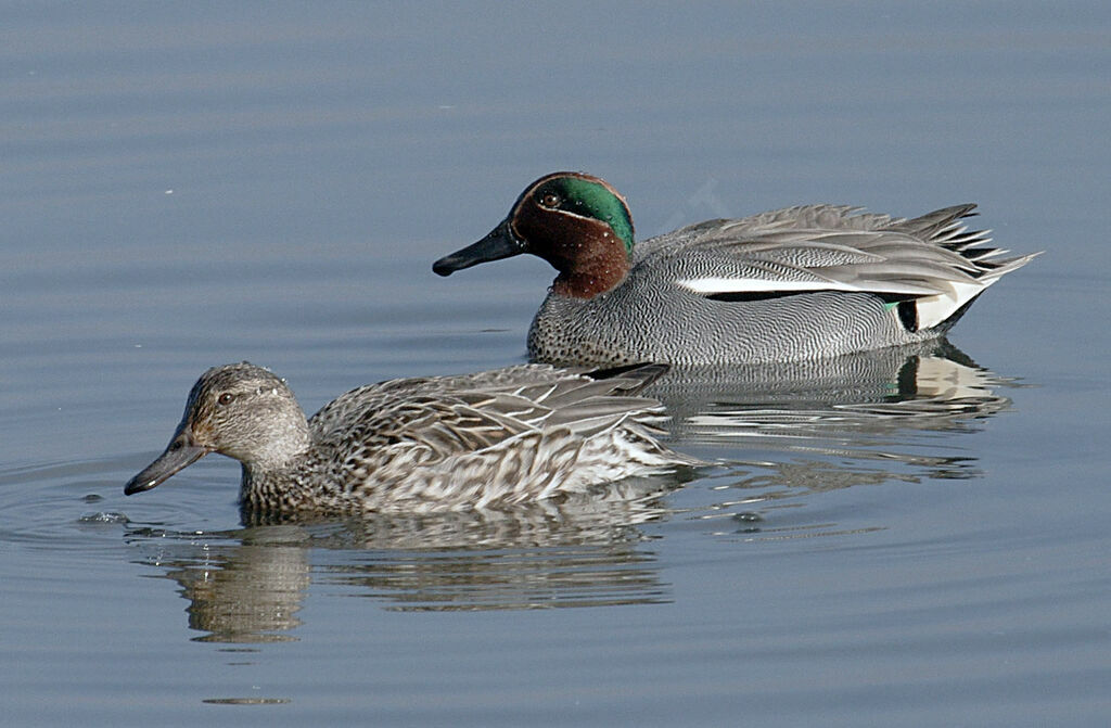 Eurasian Teal