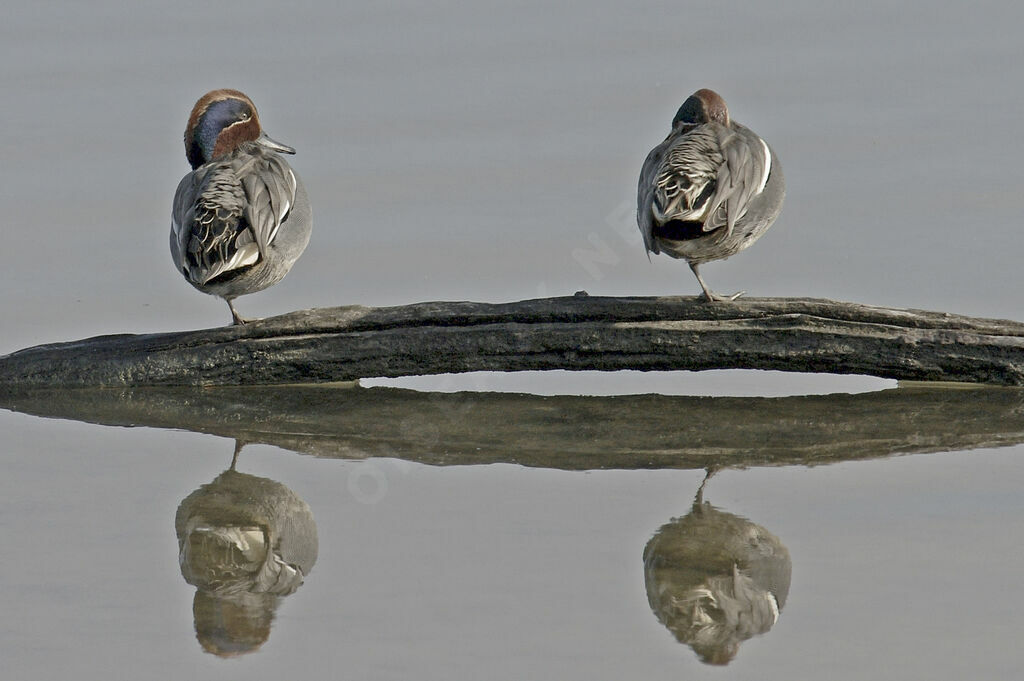 Eurasian Teal male adult