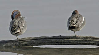 Eurasian Teal