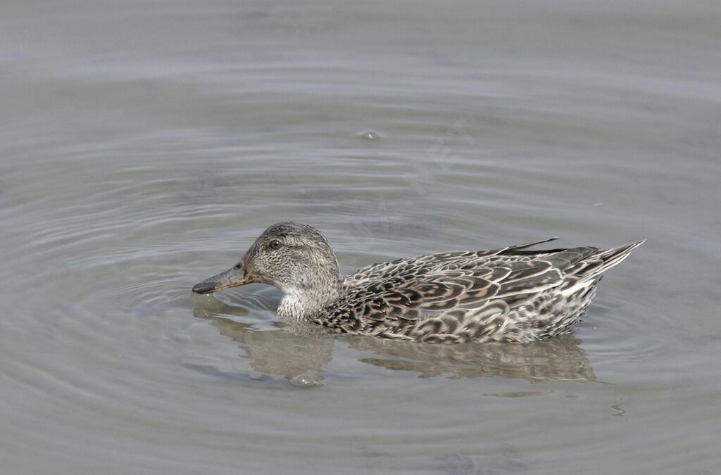 Eurasian Teal female adult