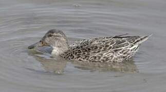 Eurasian Teal