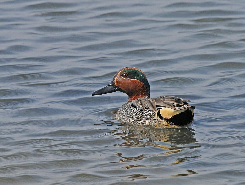 Eurasian Teal male adult breeding