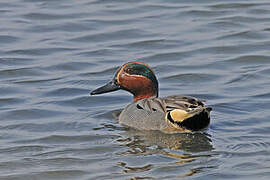 Eurasian Teal