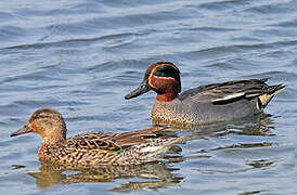 Eurasian Teal