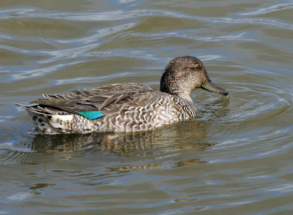 Eurasian Teal