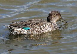 Eurasian Teal