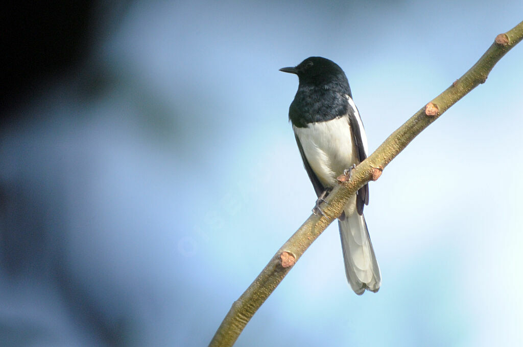 Oriental Magpie-Robin